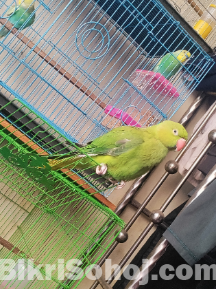 ইন্ডিয়ান রিংনেক টিয়া পাখি